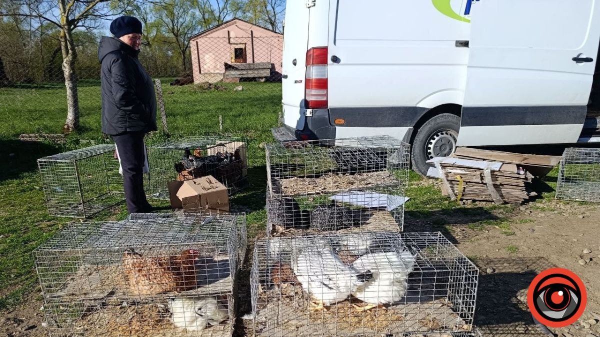 Пташиний ринок у Рожнятові