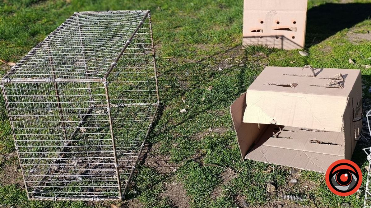 Пташиний ринок у Рожнятові