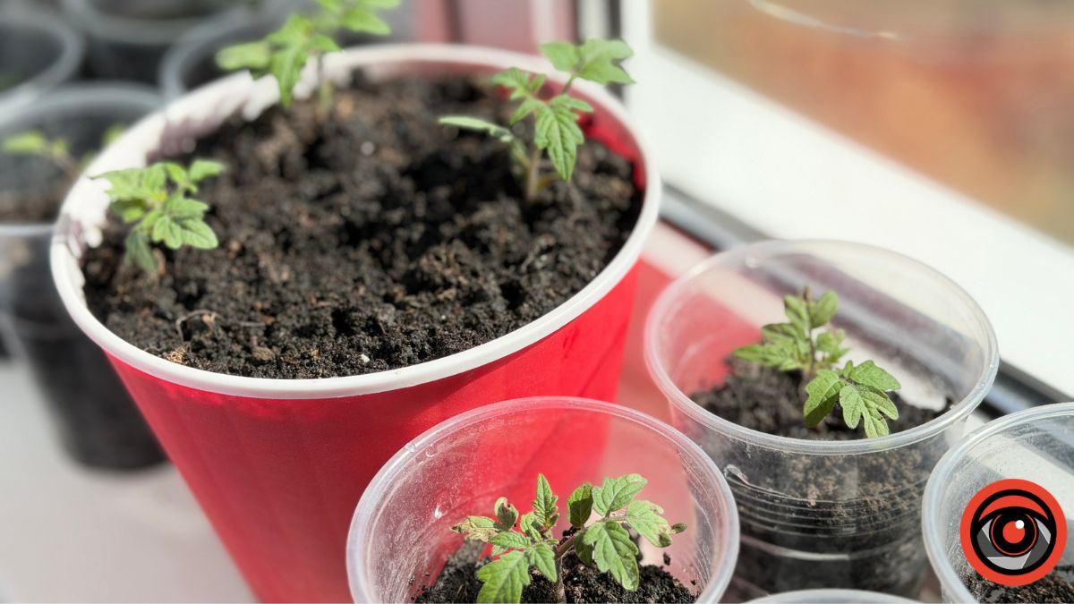 Чим поливати розсаду томатів