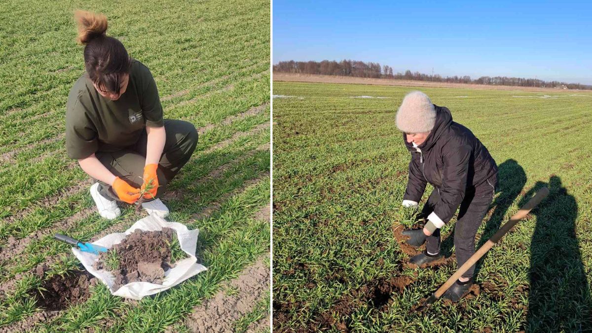 У Калуській громаді виявили шкідників