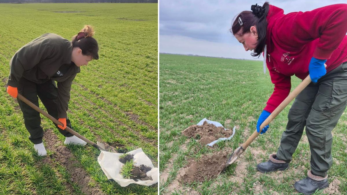 У Калуській громаді виявили шкідників