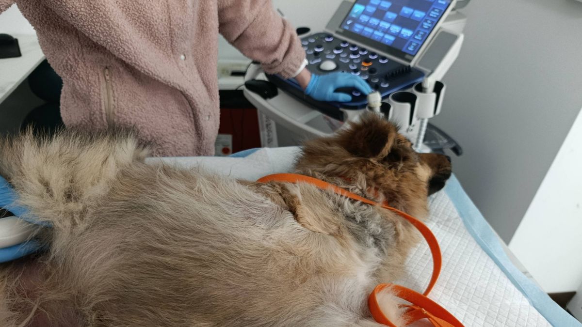 Волонтерка з Долини допомога для собаки