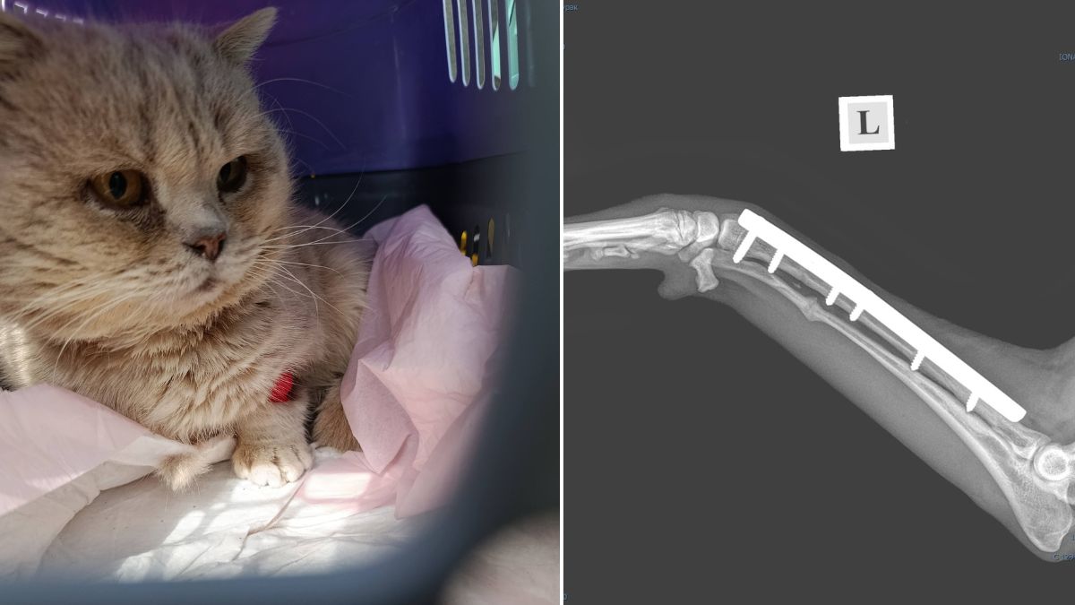 Волонтерка з Долини допомога для собаки