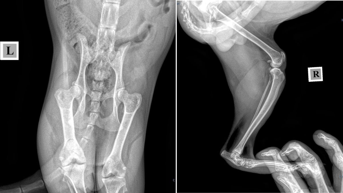 Волонтерка з Долини допомога для собаки
