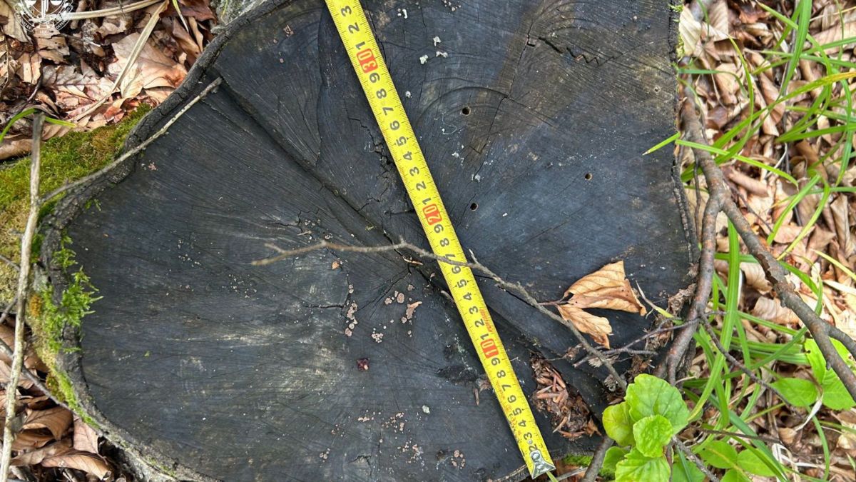 завдали збитків лісу 387 млн грн