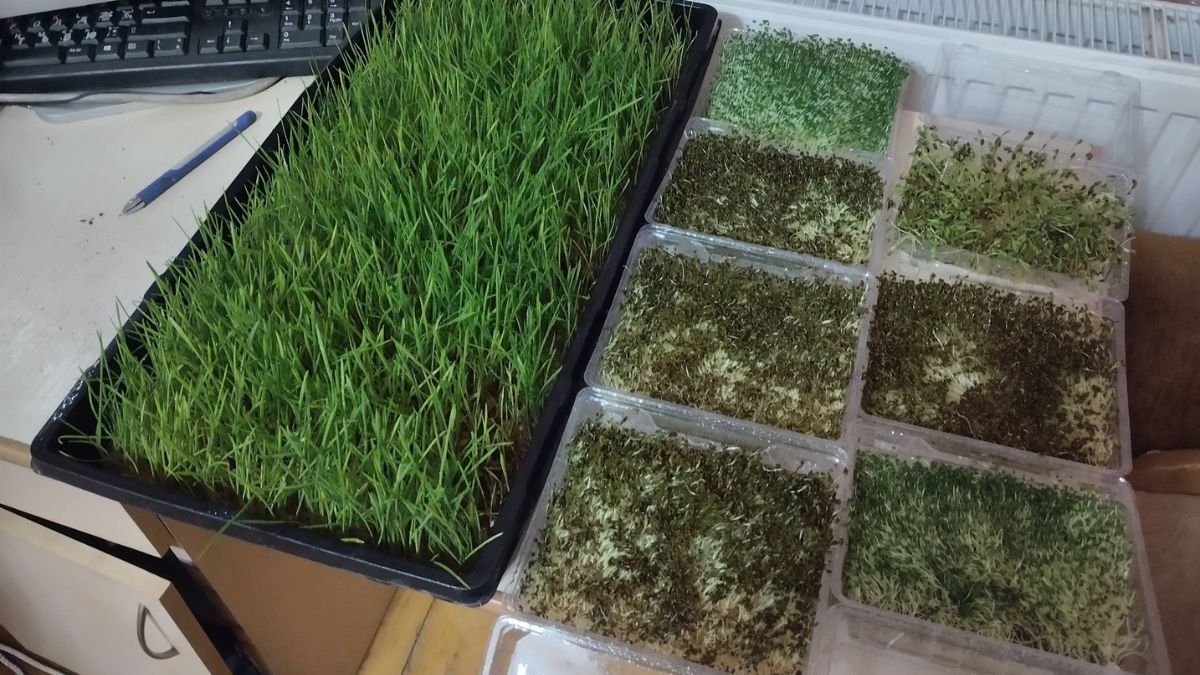 Мешканець Долини вирощує мікрозелень