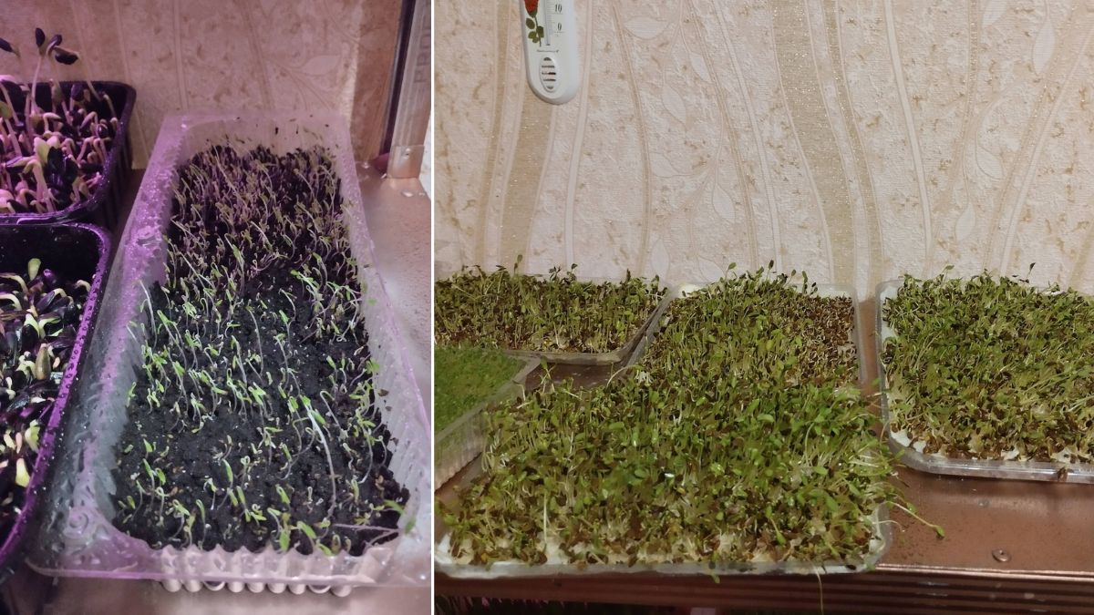 Мешканець Долини вирощує мікрозелень