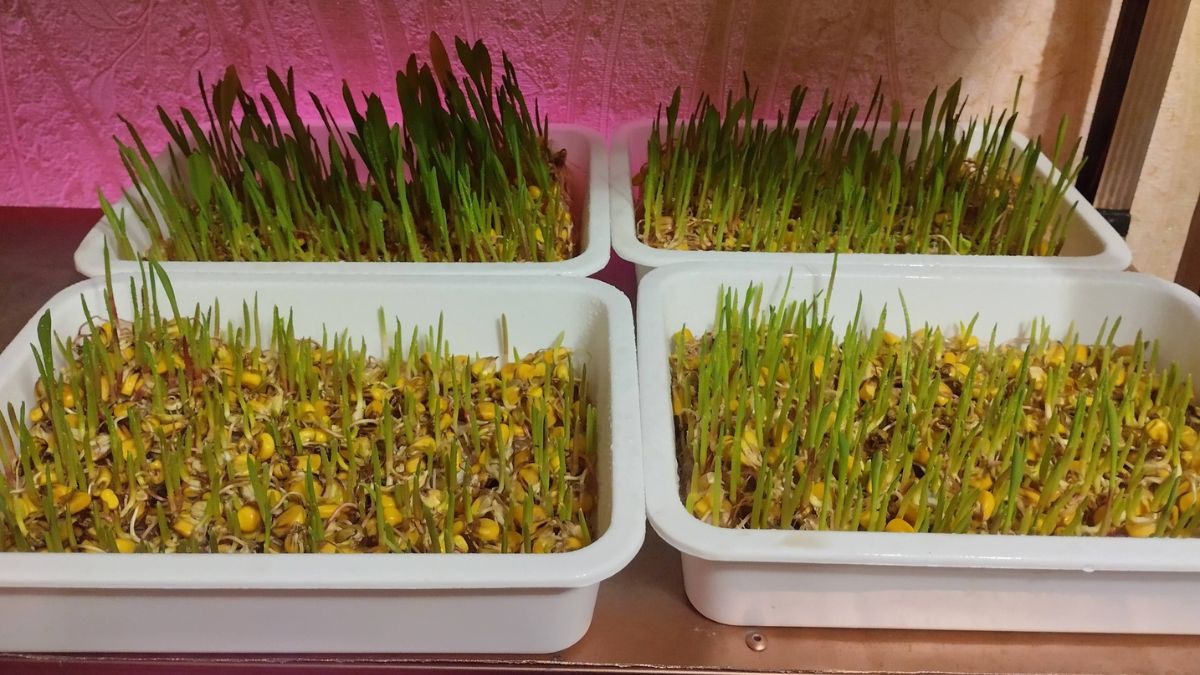 Мешканець Долини вирощує мікрозелень