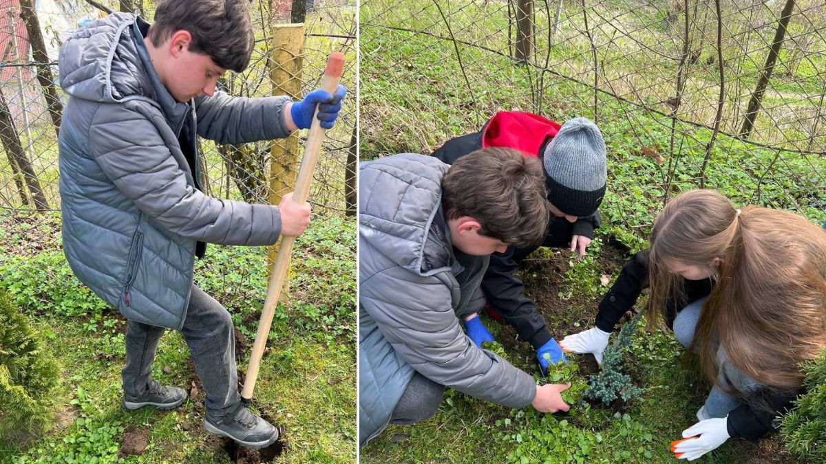 У Рожнятові висадили дерева