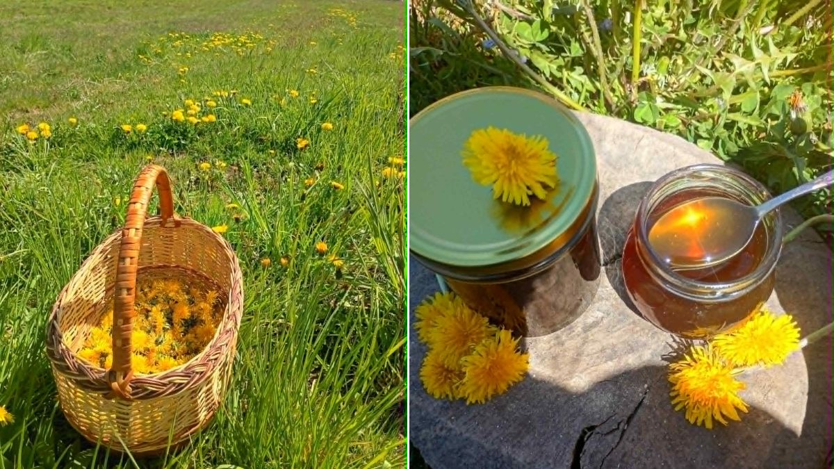 Як варити мед із кульбаби