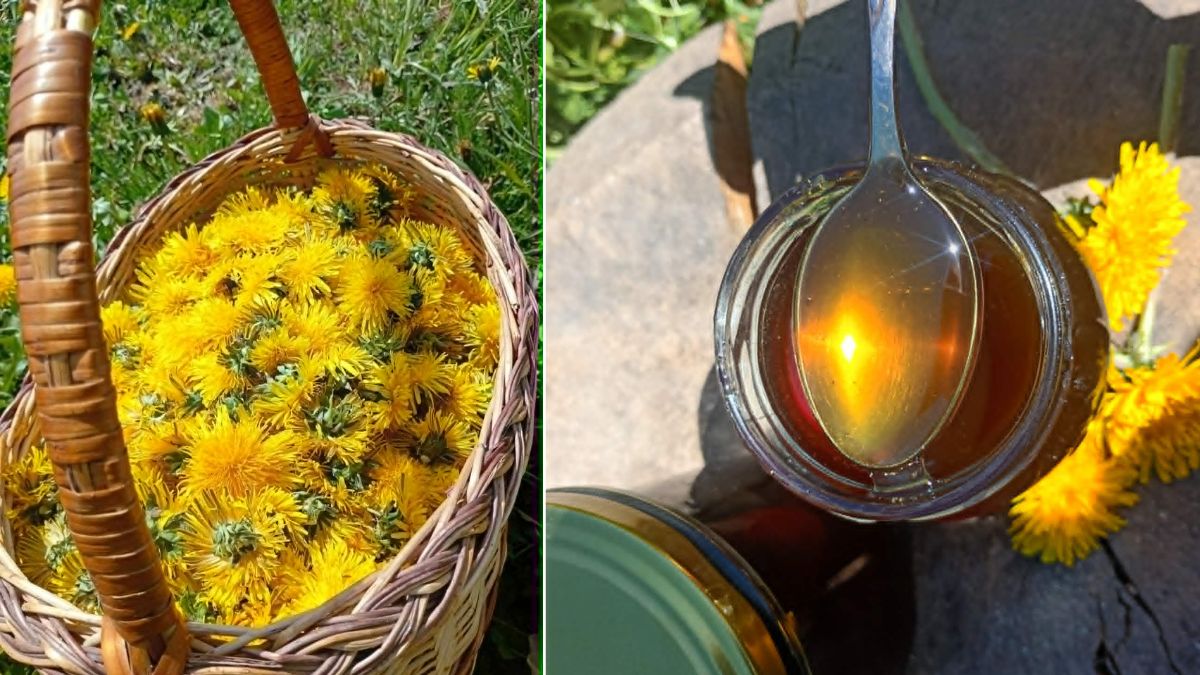 Як варити мед із кульбаби