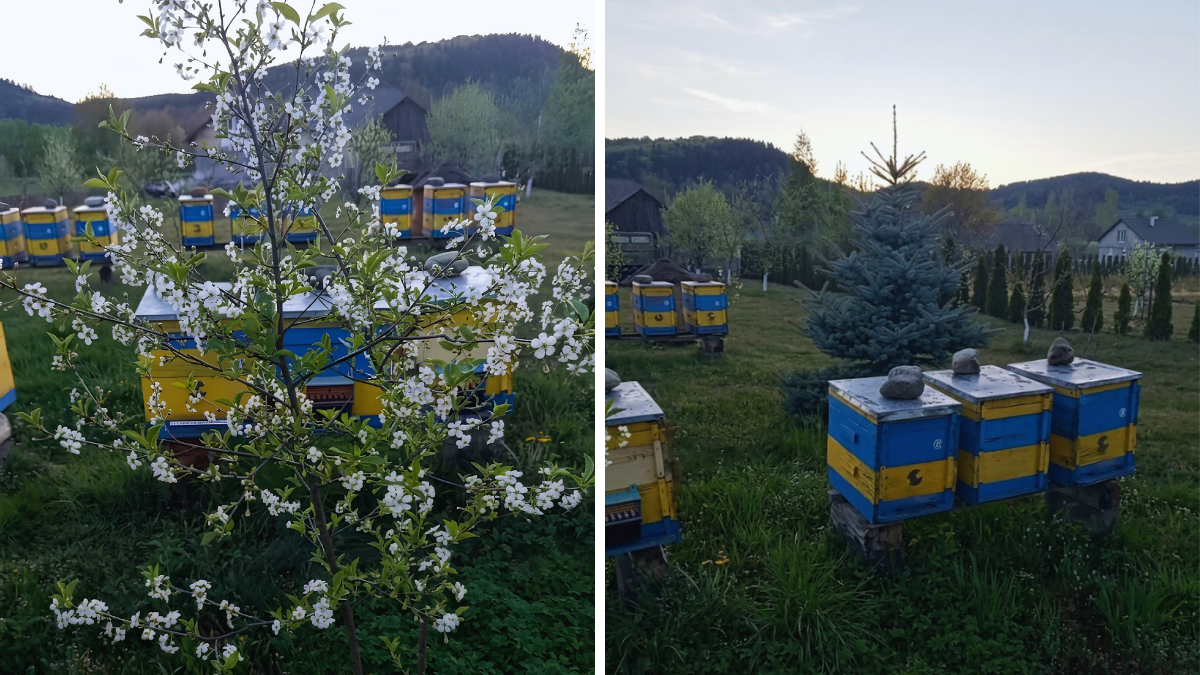 Навіщо бджолам давати воду