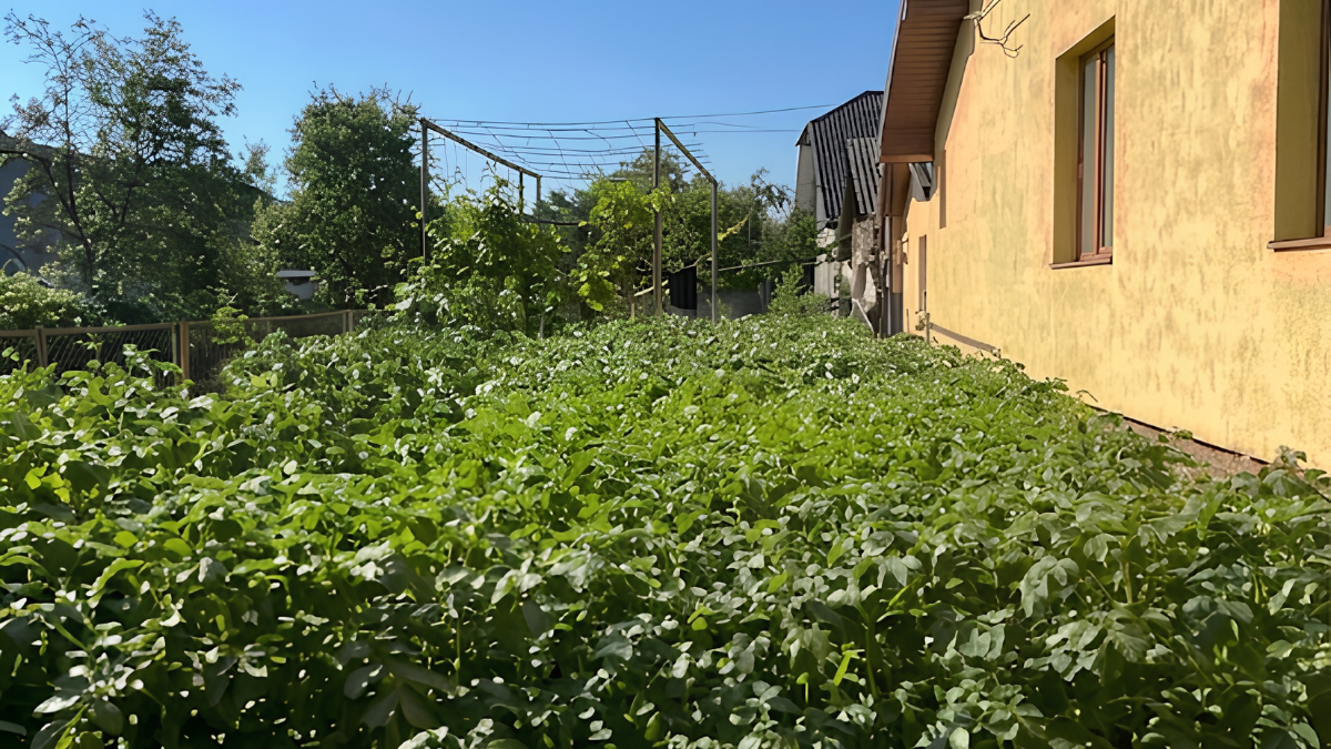 75-річна болехівчанка садить город