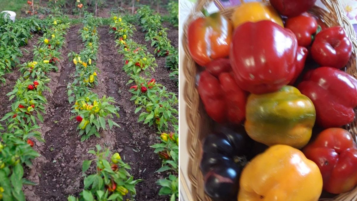 У Студінці вже копають картоплю