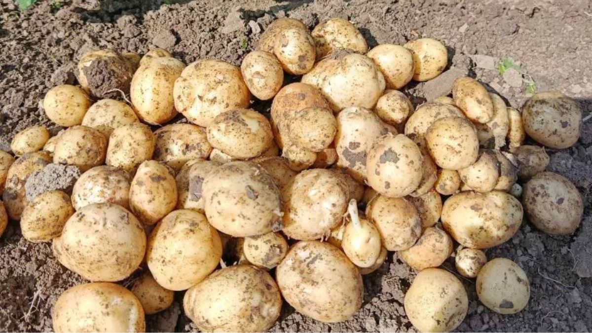 У Студінці вже копають картоплю