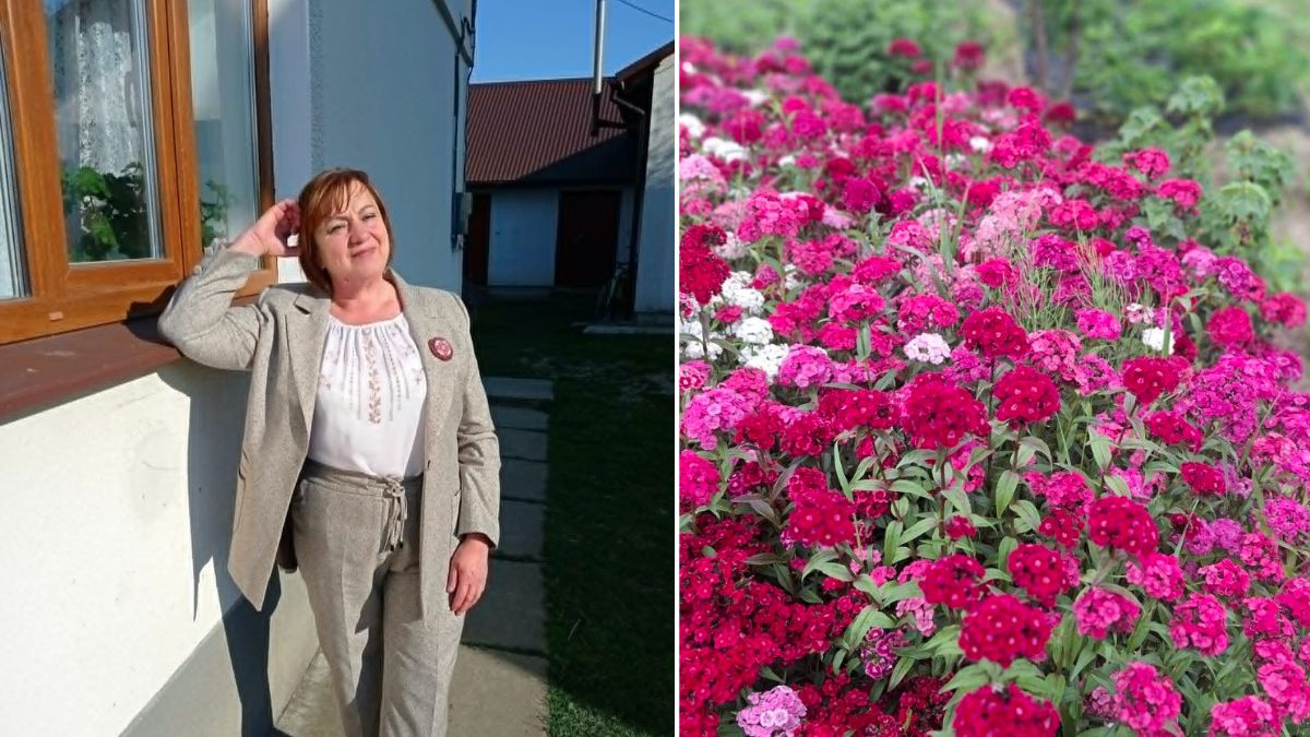 У Студінці вже копають картоплю
