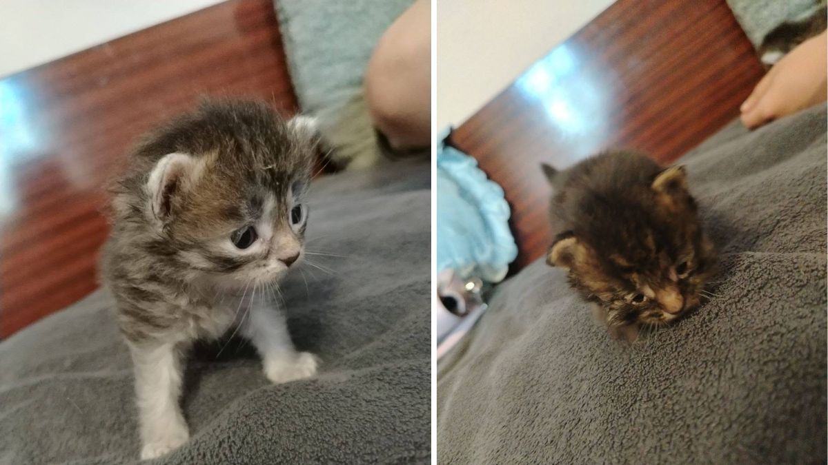 У Болехові викинули кошенята