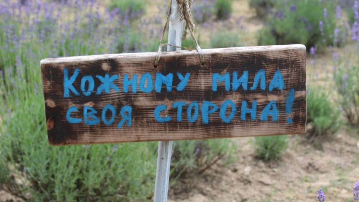 У Ріпному стартував сезон цвітіння лаванди