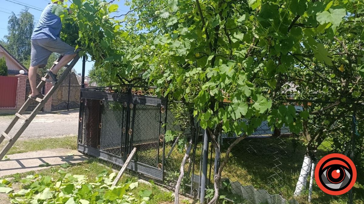 Скільки залишати листків при пасинкуванні винограду