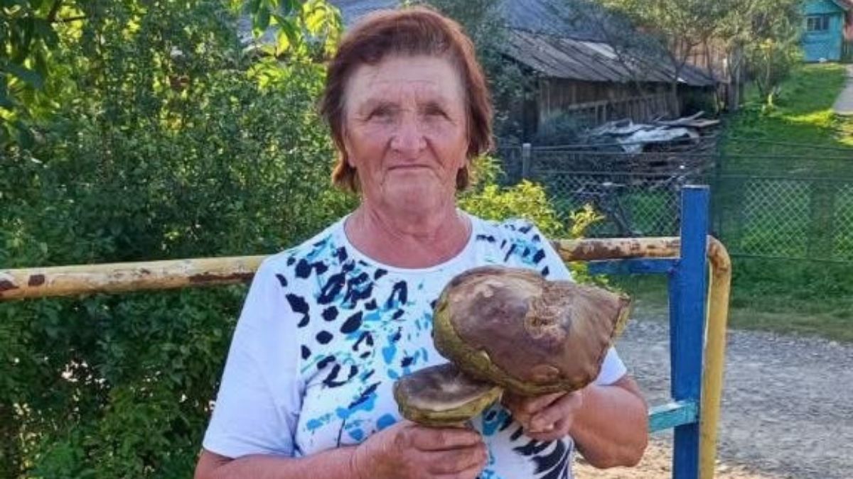 Ліс сухий, але мешканці Калущини знаходять гриби