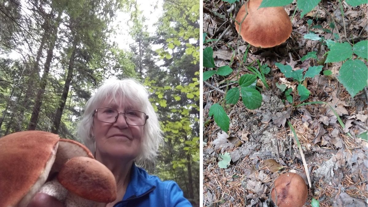 Ліс сухий, але мешканці Калущини знаходять гриби