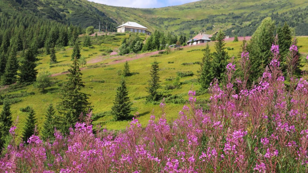 Мандрівниця розповіла про цвітіння іван-чаю у горах