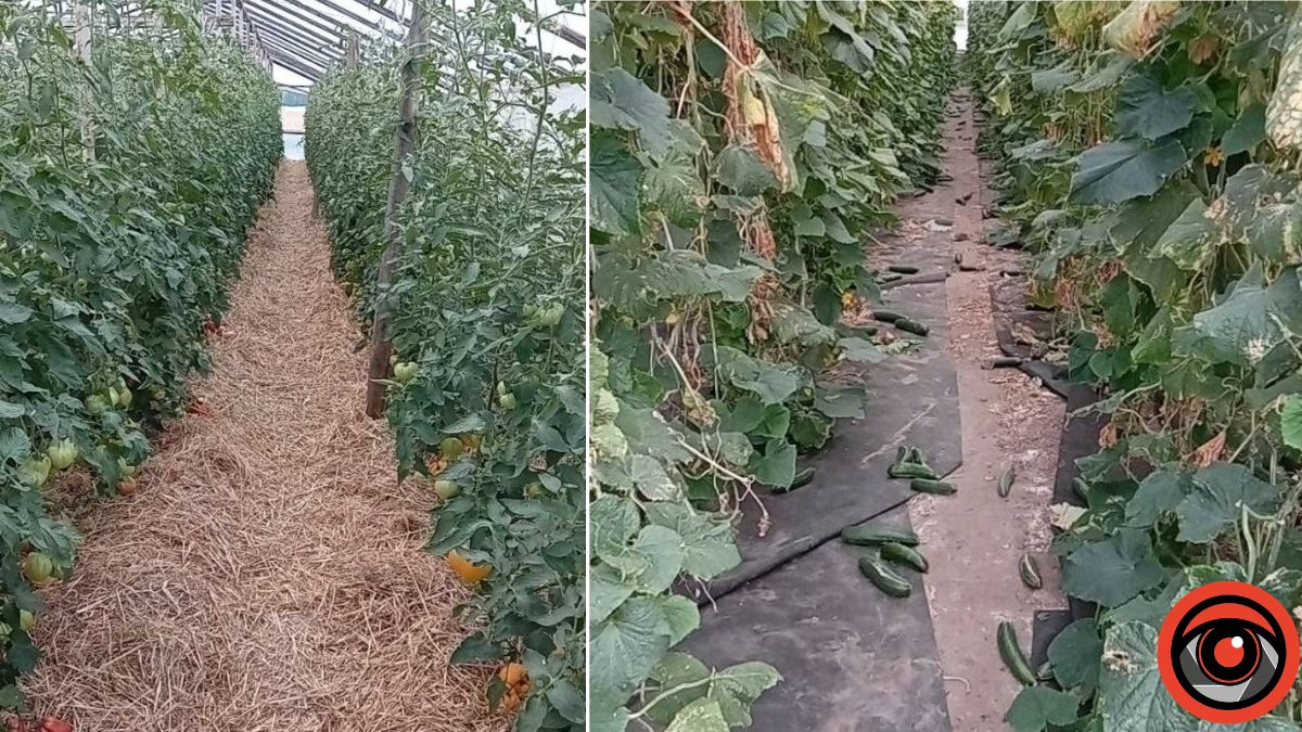 Як мешканка Калущини у Польщі овочі збирає