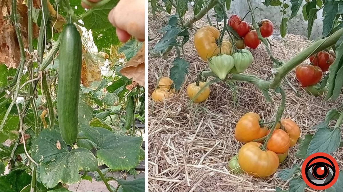Як мешканка Калущини у Польщі овочі збирає