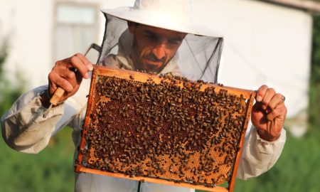 Сусідські бджоли - за що можуть бути штрафи