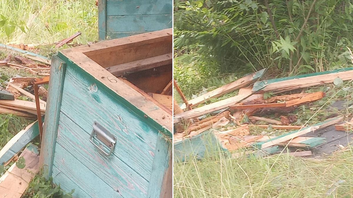 На Болехівщині ведмідь розтрощив вулики