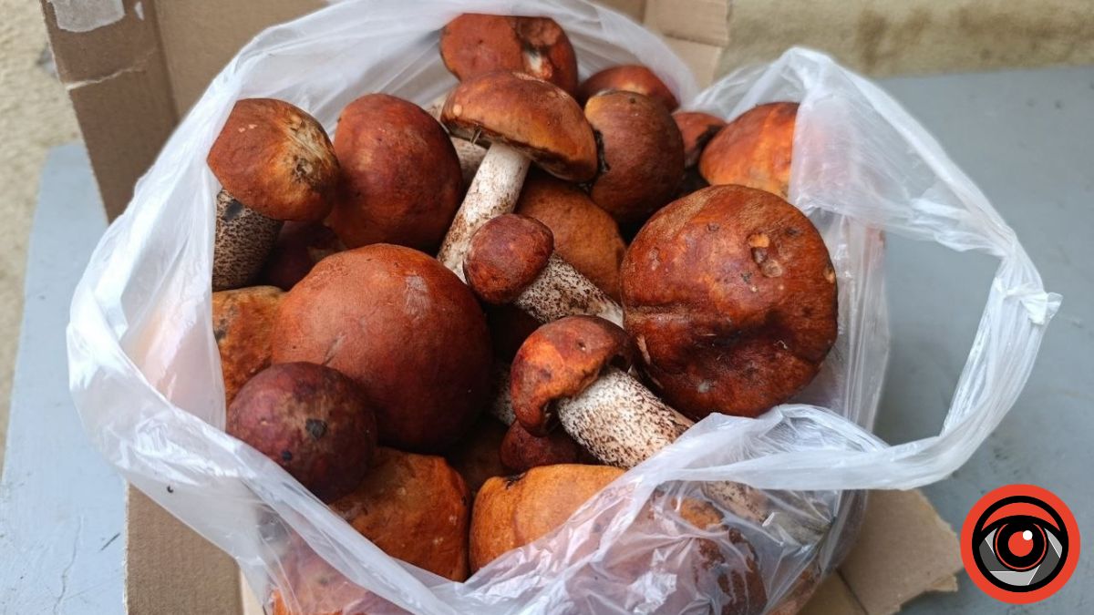 Ціни на гриби на калуському ринку