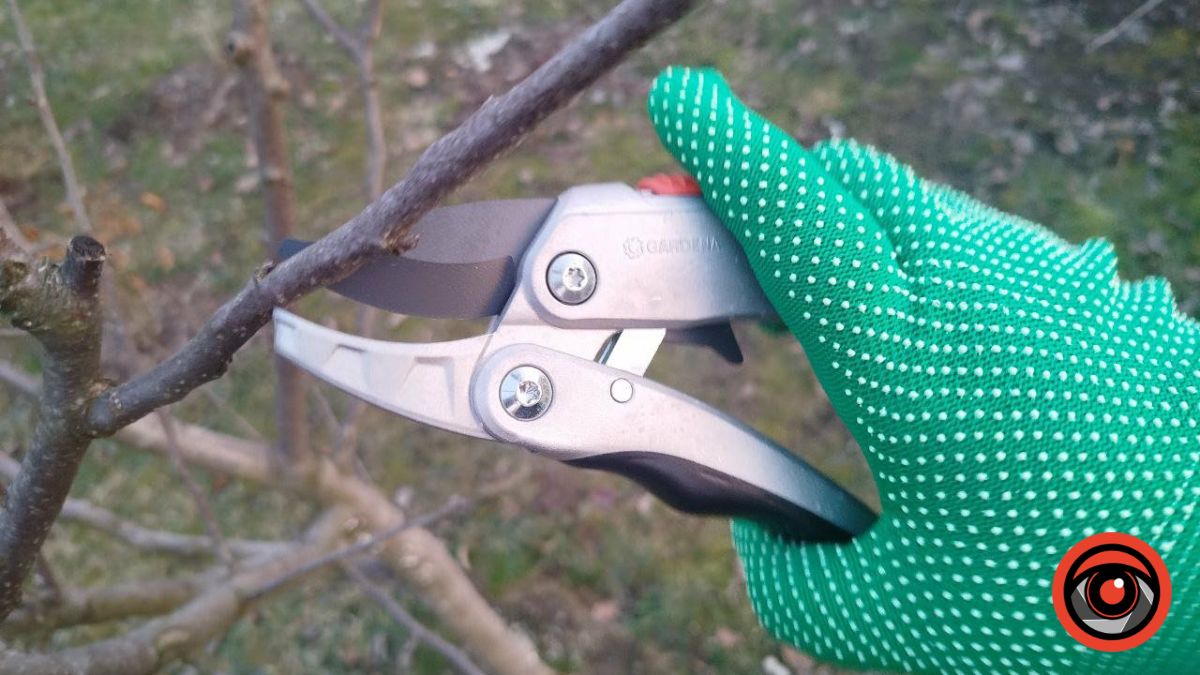 Чому категорично не можна обрізати дерева восени