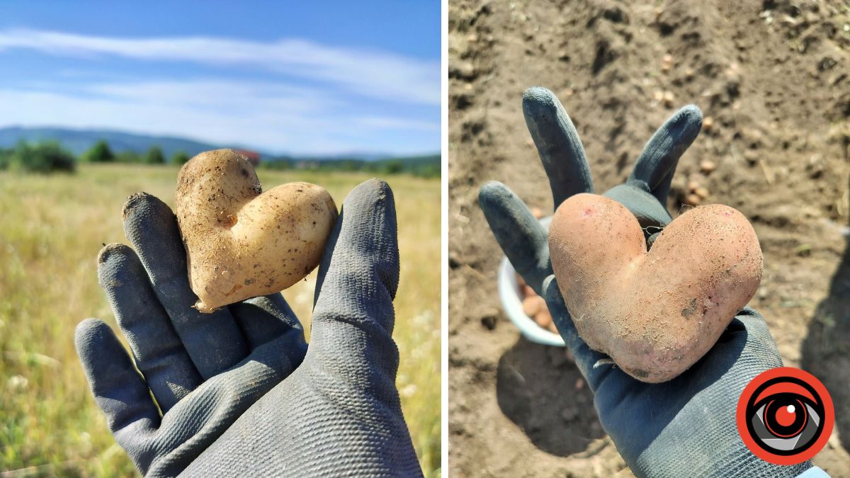 Кумедні овочі на Калущині