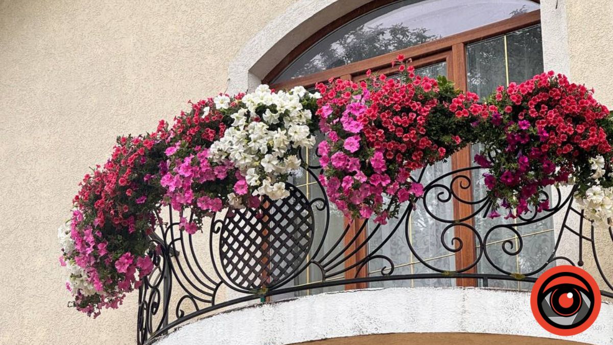 Мешканка Рожнятова про кущі петунії