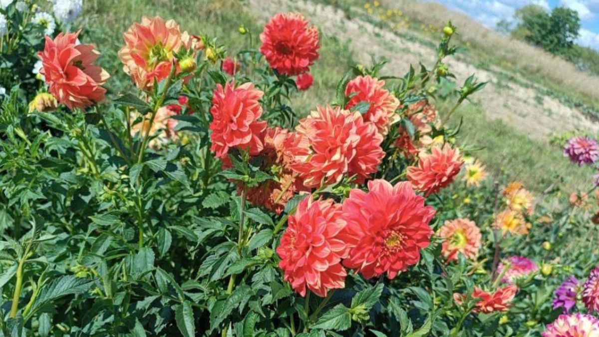 На Калущині переселенка вирощує жоржини